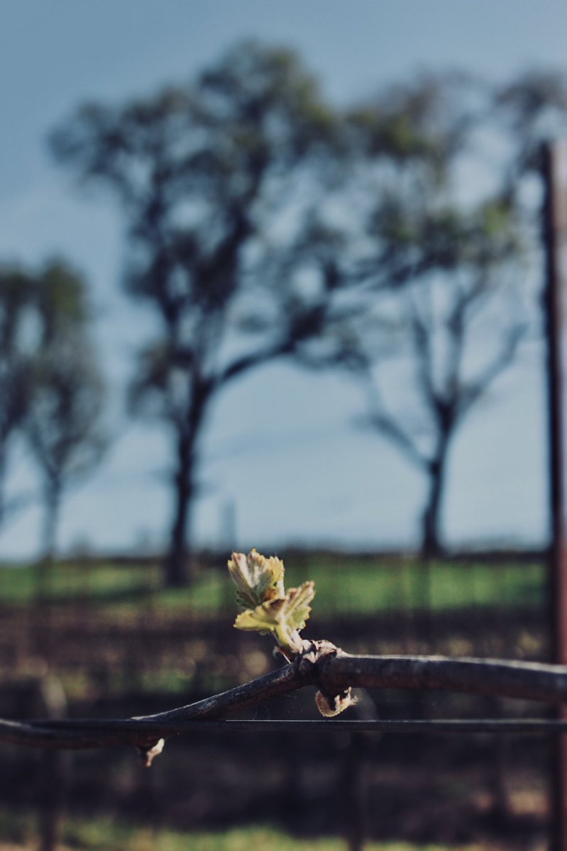 Eola Hills Wine Cellars tweet media