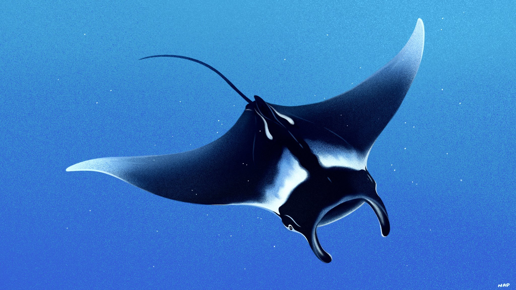 Nicole 🌱 on X: "Giant oceanic manta ray 🌊✨ <a href=