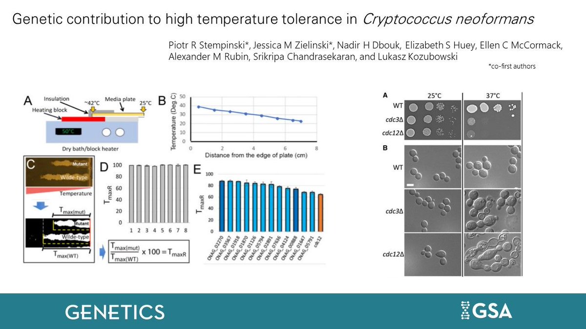 GeneticsGSA's tweet image. To understand how the fungal pathogen #Cryptococcus tolerates host temperatures, Stempinski, Zielinski et al. screened over 4,000 gene knockouts and identified previously uncharacterized genes essential for this adaptation. #GENETICS bit.ly/3n1M3So
