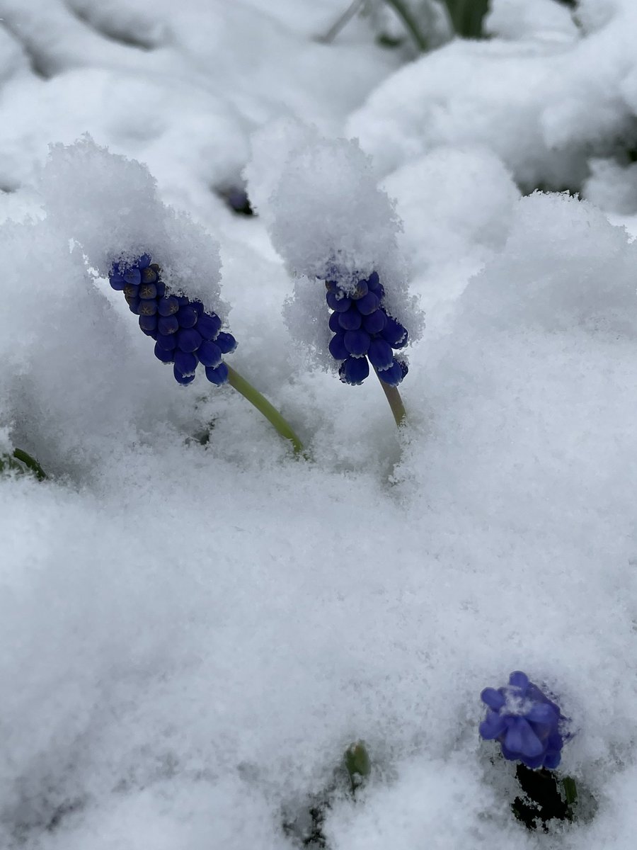 jmharris777's tweet image. Is it winter or spring? #aprilsnow #vermontspring