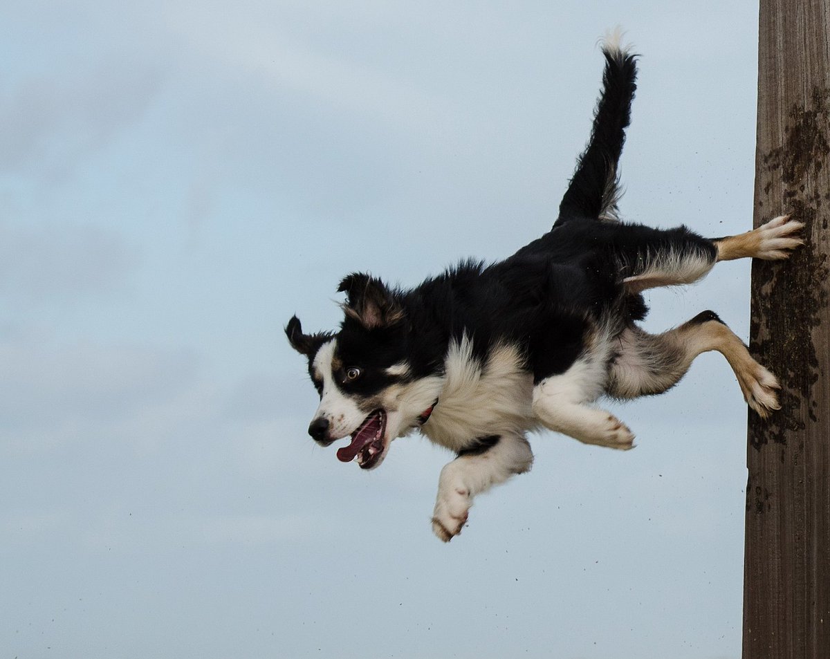 Border Collie performing a little stunt! #dogfriends