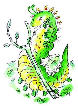 boldbeasts's tweet image. Catullus the Catapillar. #ColinvsCuthbert #colinthecaterpillar #cuthbertthecaterpillar