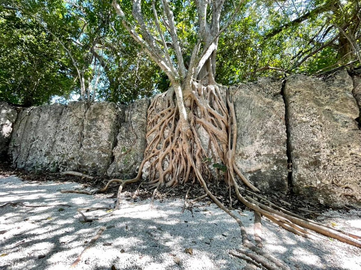 divergenttravel's tweet photo. Windley Key Fossil Reef Geological State Park is often missed by most people driving south to Key West but it’s one of the most historical sites along the way that truly shouldn’t be missed.
@thefloridakeys #SimplyTheKeys #LoveFL #AdventureTravel @FLStateParks #FLStateParks https://t.co/0dwF4yFbVF