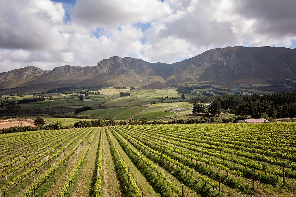 𝗚𝗲𝘁𝘁𝗶𝗻𝗴 𝘁𝗼 𝗸𝗻𝗼𝘄 𝗛𝗲𝗺𝗲𝗹-𝗲𝗻-𝗔𝗮𝗿𝗱𝗲 🍷 ⛰
Hemel-en-Aarde is widely regarded as one of the most exciting wine areas in South Africa and certainly one of the most beautiful. 
#gettingtoknowhemelenaarde #hemelenaardewines #finewinecountry #homeofpinot #wine