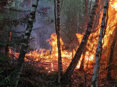 Beginnende bosbrand tijdig geblust in natuur bij Drunen..