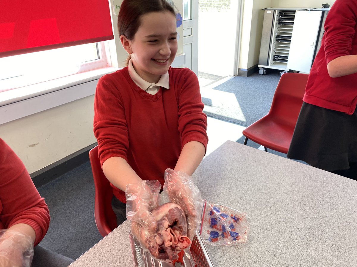 robwilkprimary's tweet photo. #Year6 had fun dissecting hearts this afternoon - the photos speak for themselves! β€οΈπππΌ Thank you Mrs D for organising! #SuperScientists #TopLearning https://t.co/CTgh8OgVl8