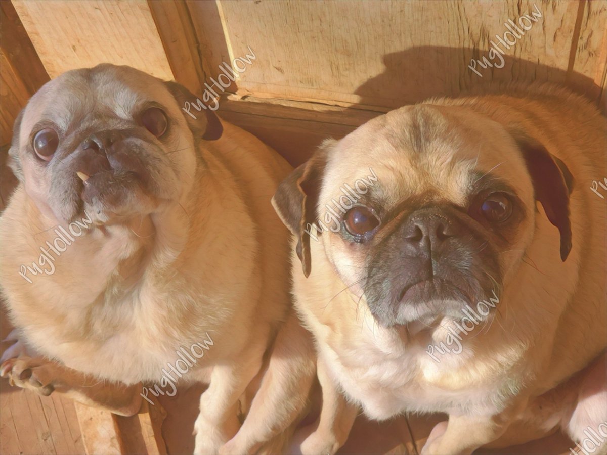 PugHollow's tweet photo. Marge and Fizzy are here with a glorious What The Pug Wednesday. Can you tell which one of them would be the wacky, free-spirited, mismatched floral print wearing one of the pair? #WhatThePugWednesday #MargeAndInCharge #Fizzy #DogsOfPugHollow #DogsOfInstagram #DogsOfTwitter https://t.co/gmBiJo9RxD