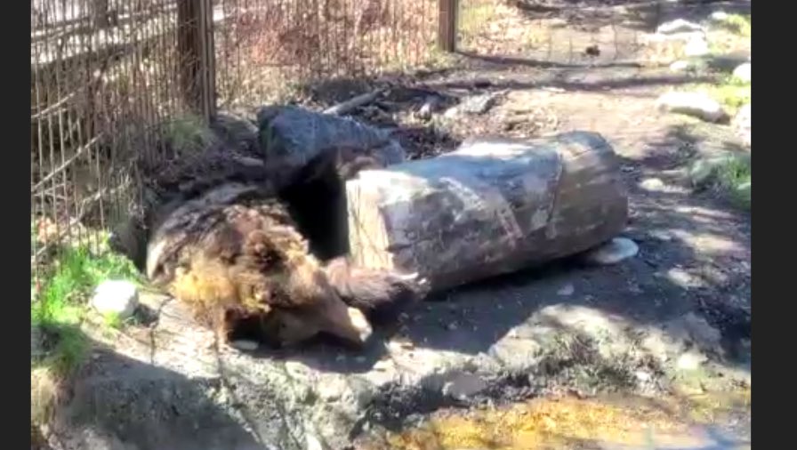 Cchapin85's tweet image. Thank you @calgaryzoo for the fun, engaging and interactive virtual field trip! #rvsed #rvsonlinelearning