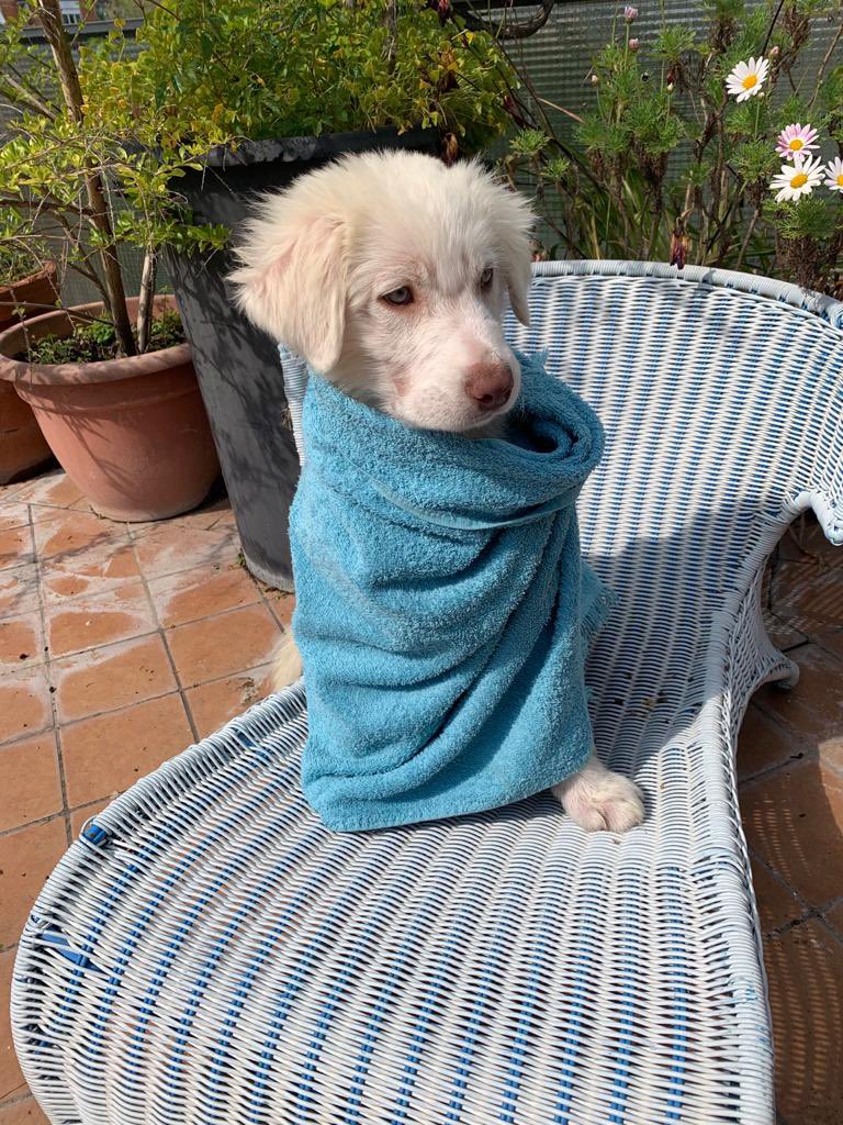 justinsdevans's tweet image. bagnetto alla nana di casa🥺🥺