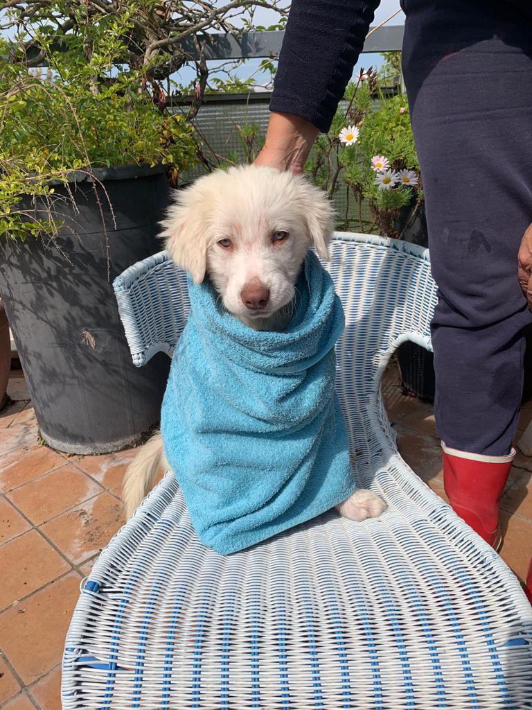 justinsdevans's tweet image. bagnetto alla nana di casa🥺🥺