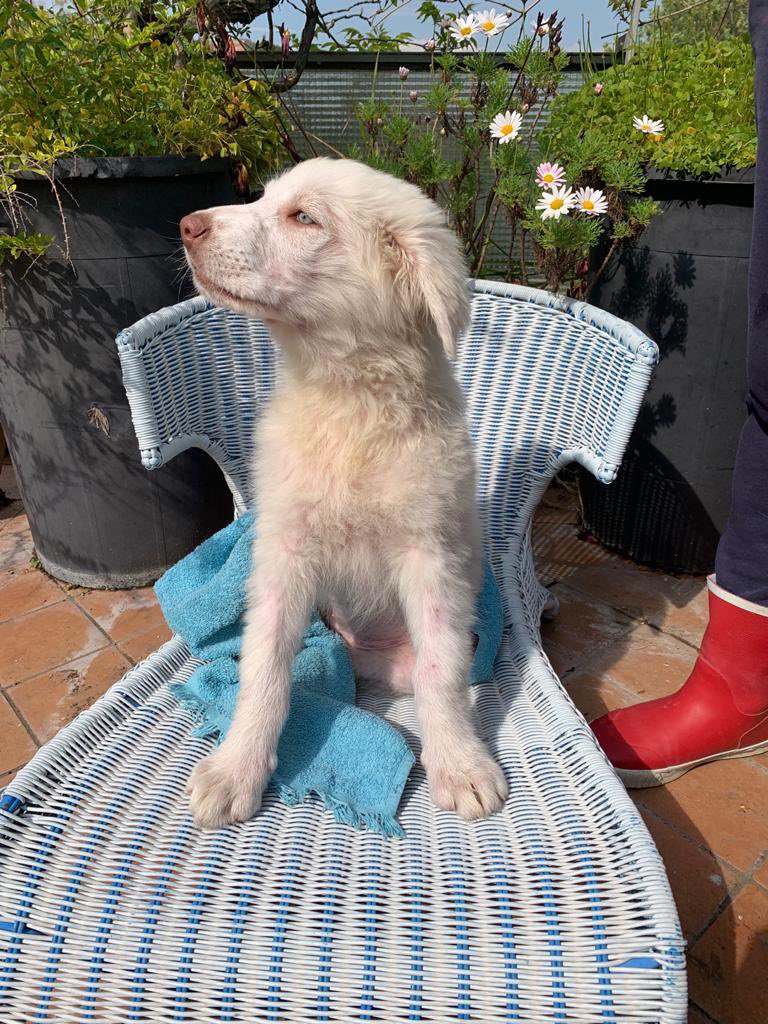 justinsdevans's tweet image. bagnetto alla nana di casa🥺🥺