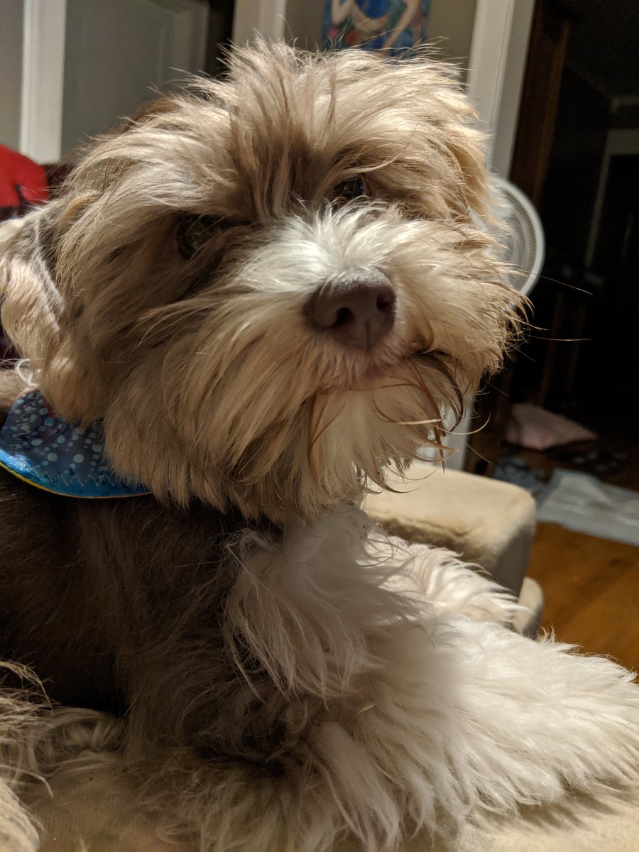 FenixPerrito's tweet image. I start puppy kindergarten today. Mama says I get hot dog pieces if I do a good job.