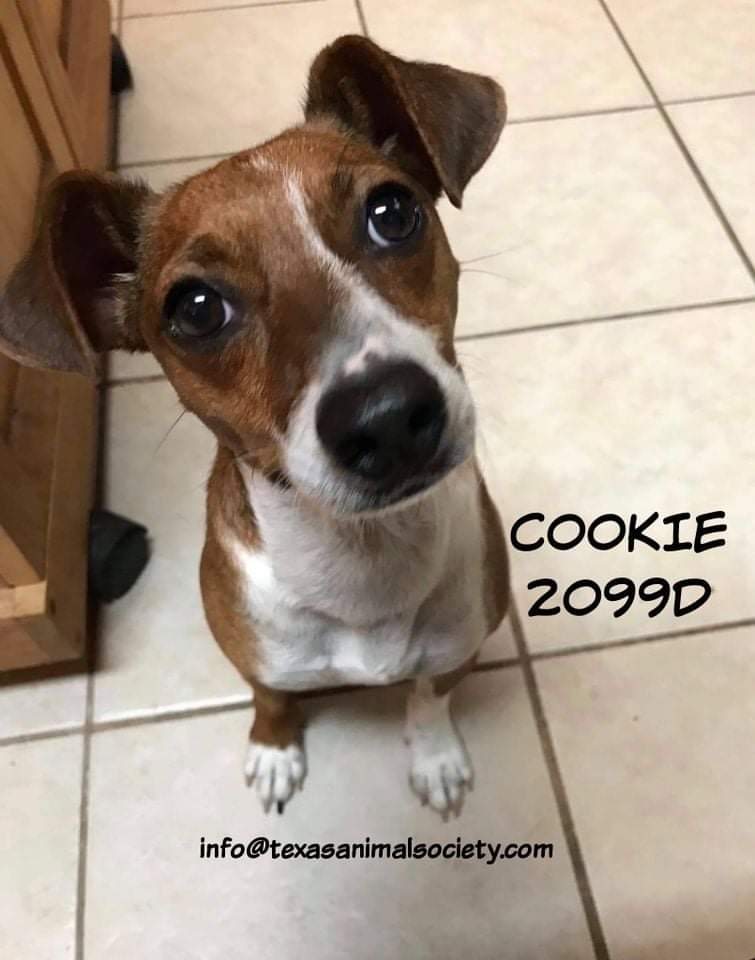 This is Cookie. You can see the obvious problem when you call her. 🤷🏻‍♂️

Cookie is a fun, small two year old. She would like a home with a large yard and no chickens. 

She can be a bit protective of those she loves, but relaxes when she knows everyone is ok. 

Who wants a cookie?