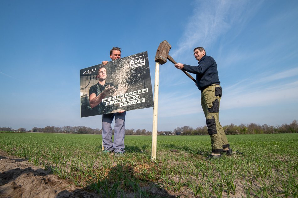 BoerNu's tweet photo. Vandaag heb ik samen met Corné Wegerif van #bakkerij #Wegerif uit #Harderwijk een bord geplaatst in ons perceel #zomertarwe in #Hierden. Hij gaat daar het lekkerste brood van de #Veluwe van bakken! #streekproduct #local4local #korteketen https://t.co/i3F7rBgYKC