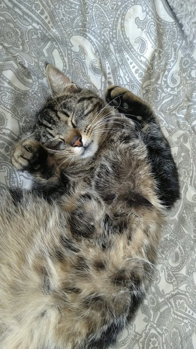 Clo J Ai Perdu Mon Petit Chat Pooki Dans Le Secteur De Lipsheim Il N Est Pas Revenu Depuis Une Semaine Ce Qui N Est Pas Dans Ses Habitudes Il A Un An