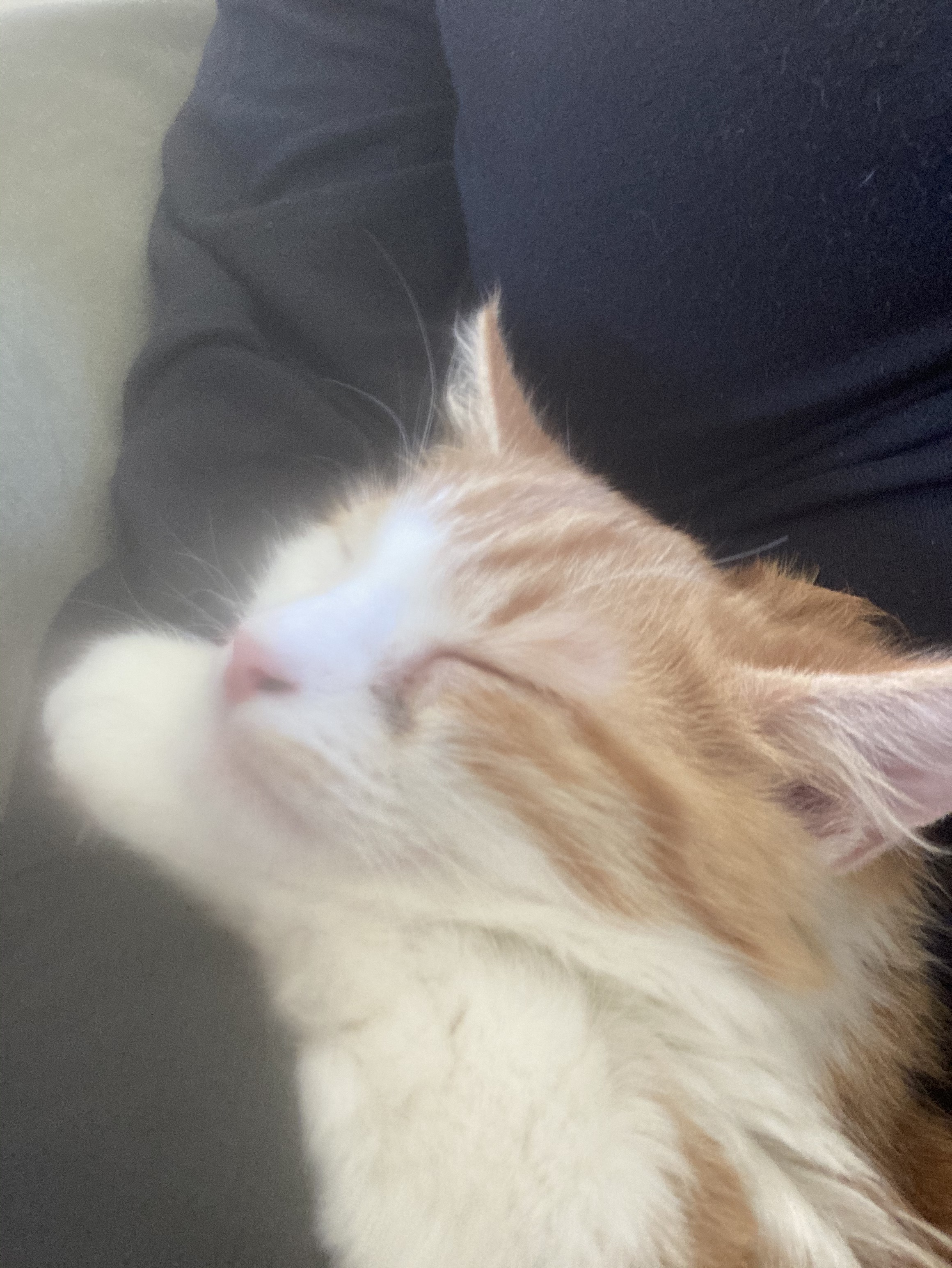 meloxidyl for cats amazon