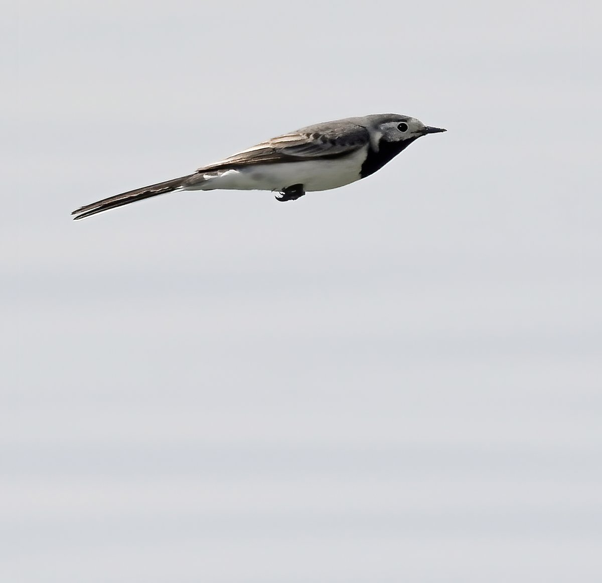 Yesterday, this Pied Wagtail was thrown at me from Cheddar reservoir!  I suspect my attackers had frog suits on, and disappeared back under the water after launching this poor innocent bird in my direction.... 