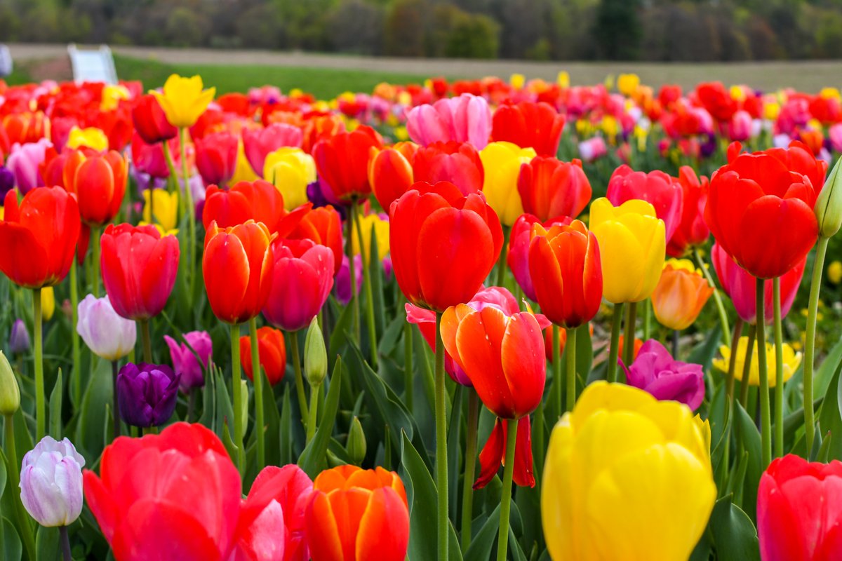 DestGettysburg's tweet photo. Enjoying the springtime vibes with pick-your-own tulips at Fields of Adventure 🌷😎 #springawaits

For more springtime fun 👉 https://t.co/cK9rp9y34p https://t.co/gqFBEoMqh6