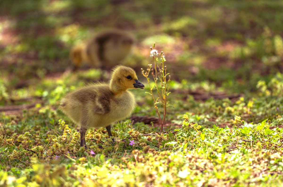 MSUTexas's tweet photo. They're cute at this age. 🐤 https://t.co/fIV0WT3pYj