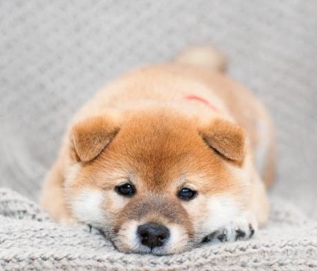 DogePuffer tweet media