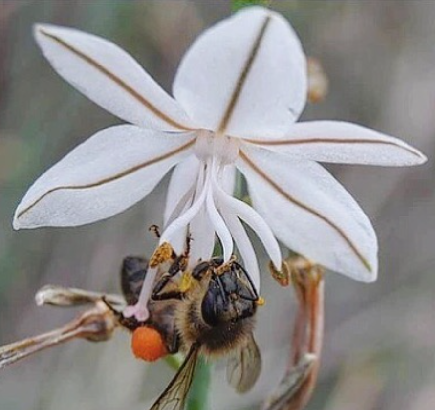 elrolloverde's tweet photo. Hoy os hablamos del maravilloso milagro de la polinización 🌸🐝
Muchas plantas e insectos mantienen relaciones estrechas, vitales para ambos. Las plantas dependen de los insectos para su polinización, y los estos, (al igual que nosotros) dependen de las plantas para alimentarse. https://t.co/yfRsEs4aCg