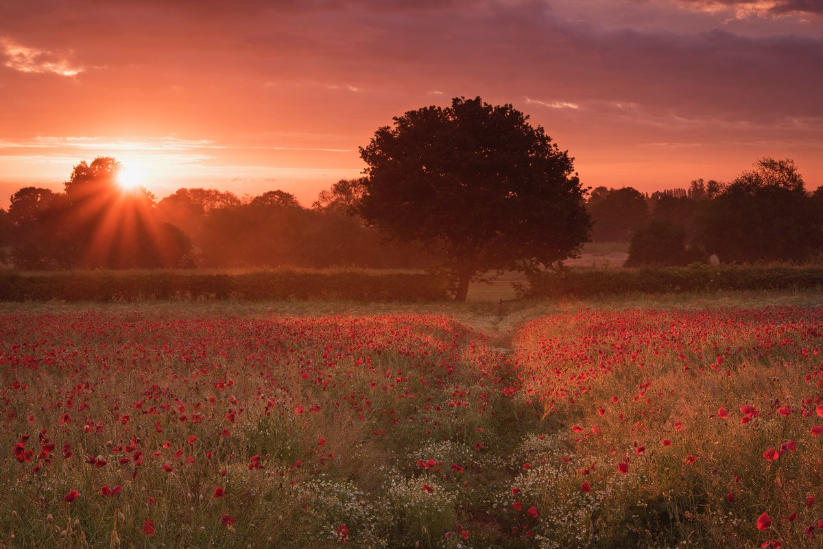 LEEFilters's tweet photo. Simon Lea - winner of @igpoty #wildflowerlandscapes
π #Coven
π·@nikonuknordic #D750
β #Nikon 24-85, 52mm
βοΈ f14, ISO 100, 1/5
β¬@LEEFilters 0.9 #3stop #ReverseGrad
π https://t.co/DP5yS5s9TT
πDirect https://t.co/Z221PzXTP3
π¬Dealer https://t.co/xuozNuoppW
#Poppy #IGPOTY https://t.co/GAj5tLChPO