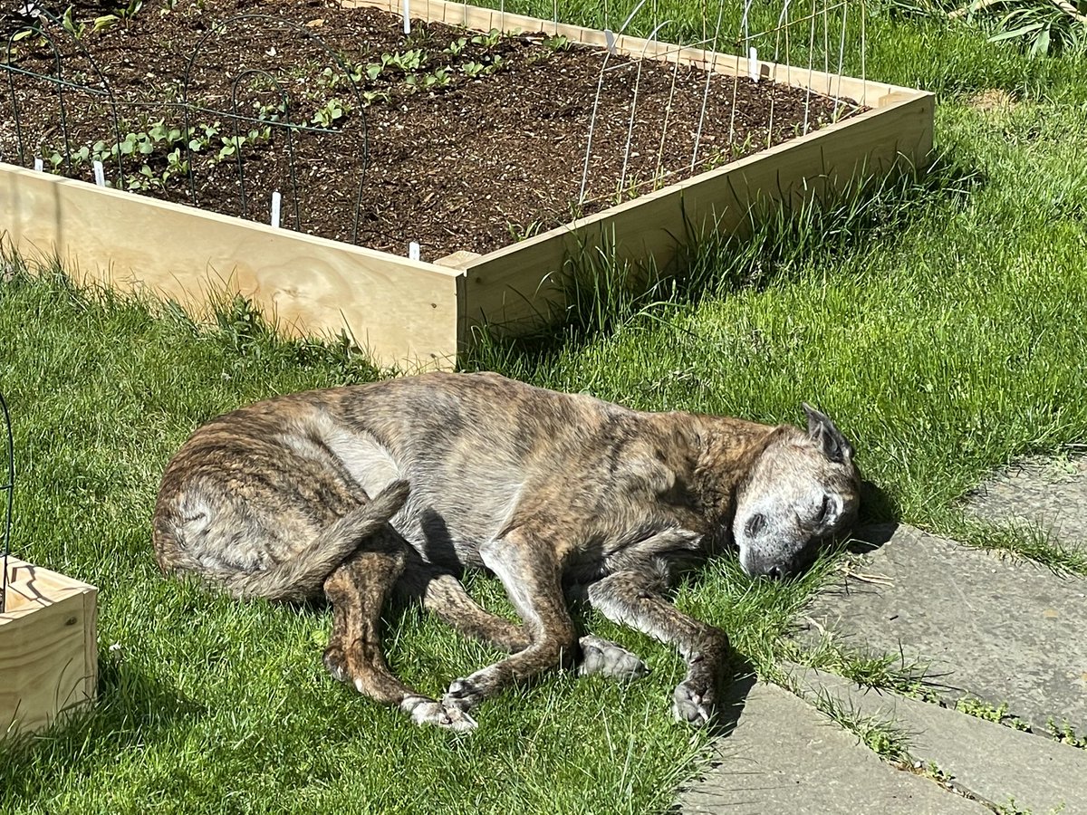 Toblerone_DOTUS's tweet photo. Garden’s a-growing’

Pooch is a-sunnin’ 

All’s good https://t.co/nLJ1SuFXed