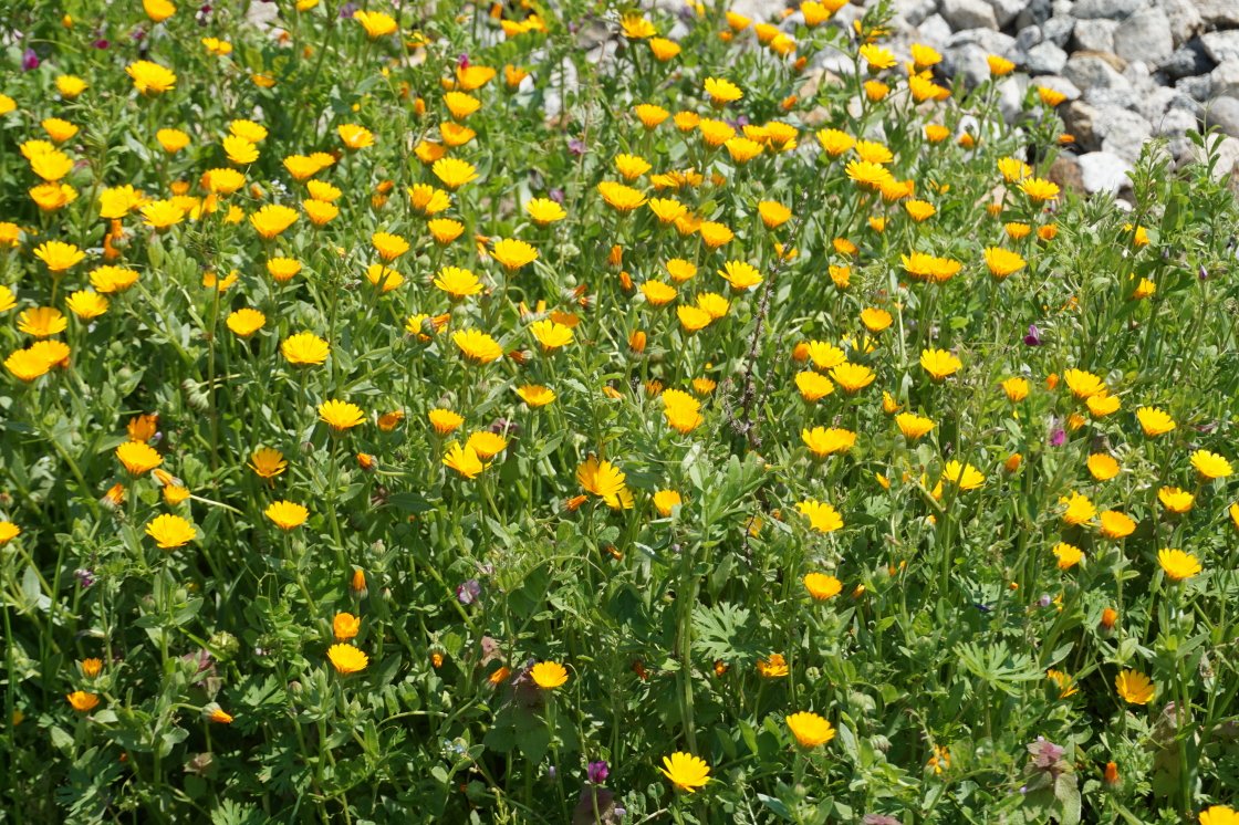 ホンキンセンカ