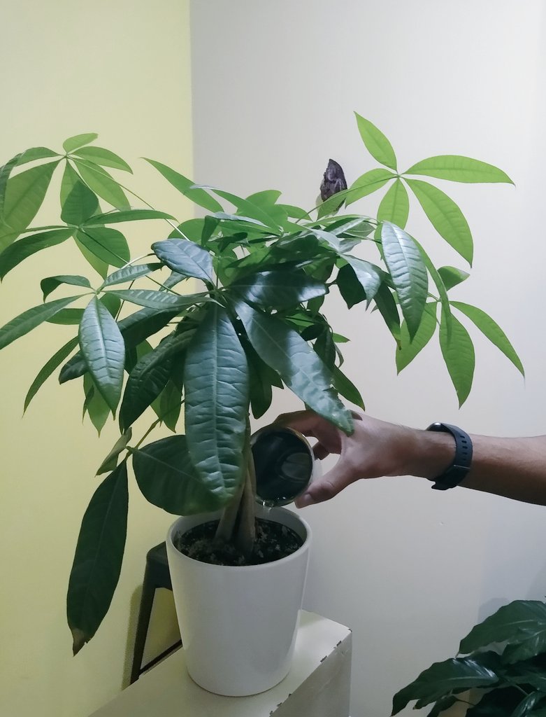 AmruthArunkumar's tweet photo. Watering the plants around our house #FocusForEarth #EarthDay2021 @forestapp_cc https://t.co/F6y22IlT1b