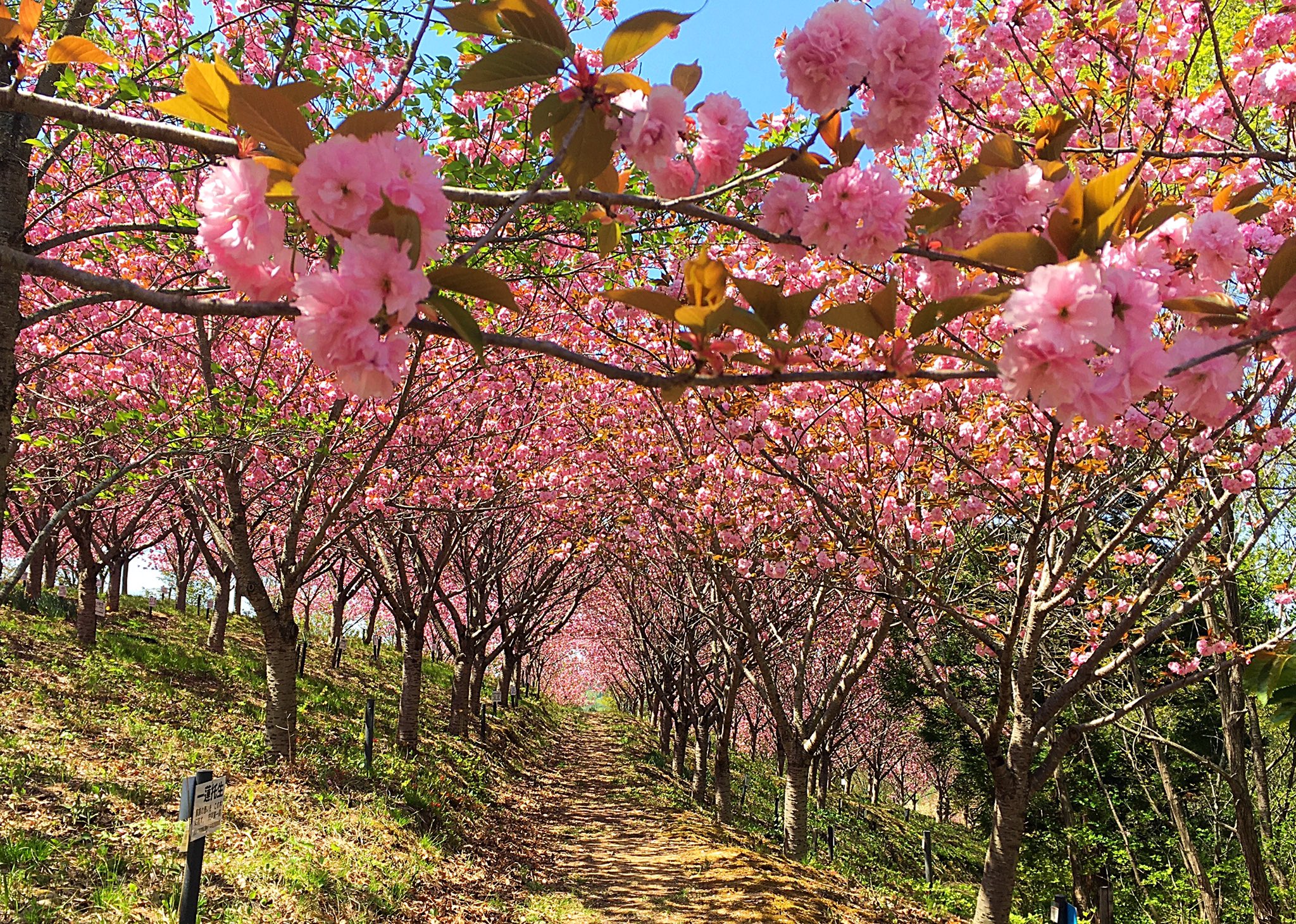 朝倉玲 関山という八重桜が満開という情報を聞いて 病院の帰りに 紅屋峠千本桜 に回ってみました 風に花弁が散り出して花吹雪 本当にため息が出るくらい綺麗でした 伊達市 紅屋峠 桜 八重桜 空ネット 関山百本通り抜け T Co