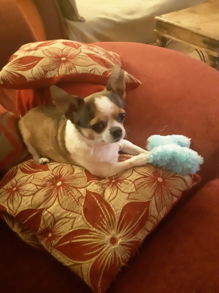 petercarroll's tweet image. Just to say a very big thank you to all the people that have helped us be reunited with our beloved dog Peaches.  She&apos;s home safe and sound.  Thank you so, so much