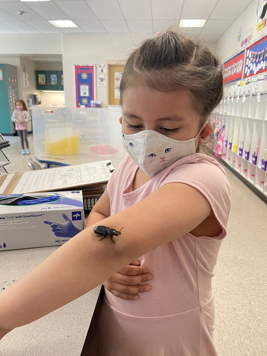 Kindergarten students are observing and identifying the needs of living things to determine the habitat preference of bessbugs. Science is so much fun!