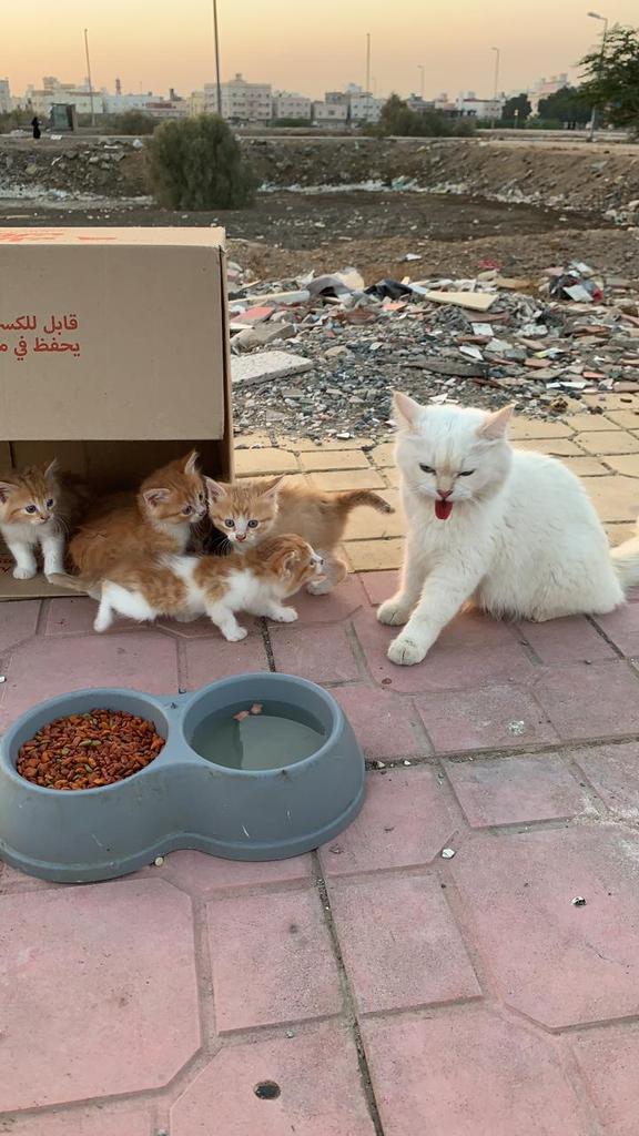 ˼سآرهَ ˹ tweet media