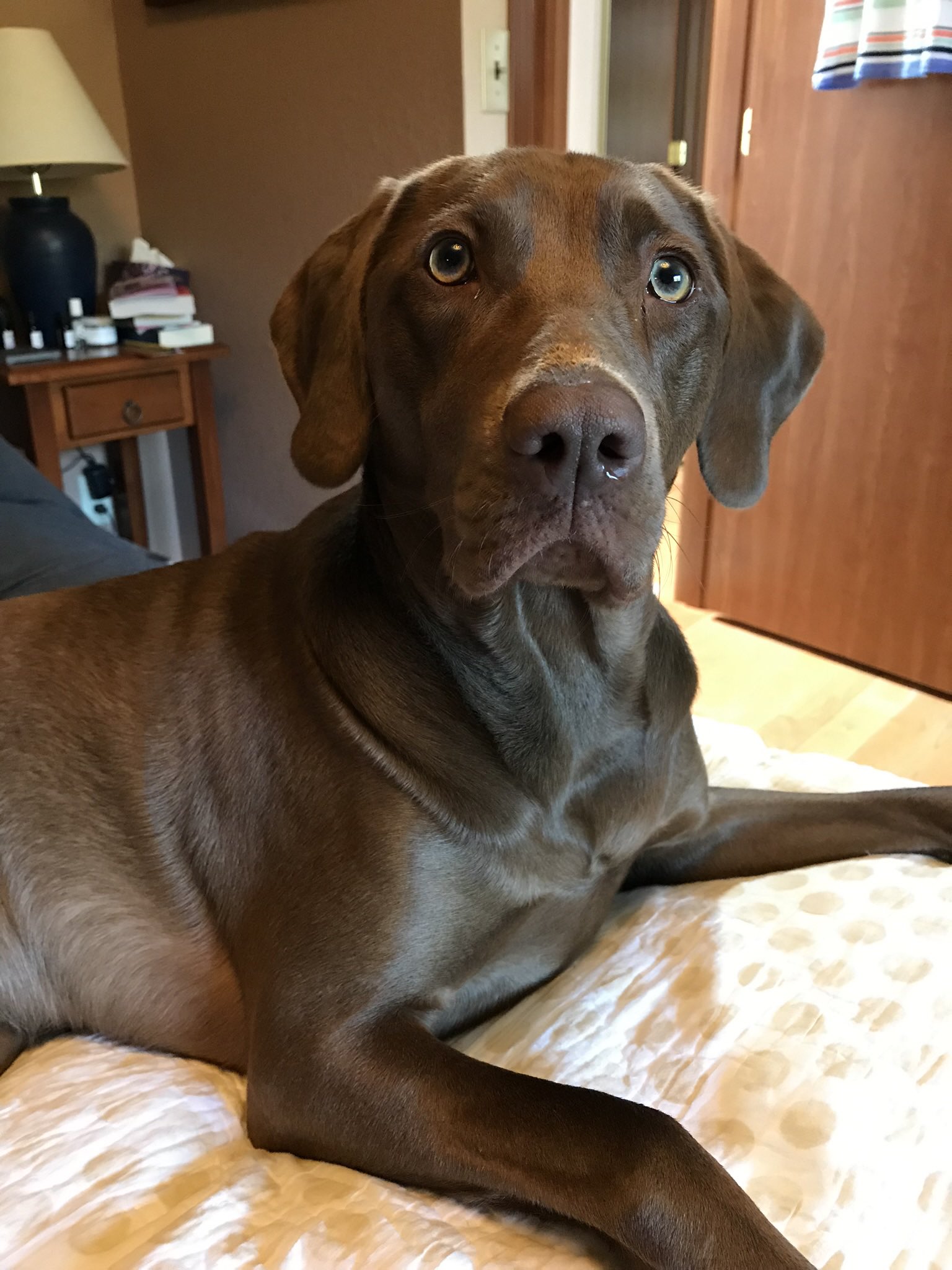 Chocolate Lab Weimaraner Mix Dog For Adoption Nicholas The