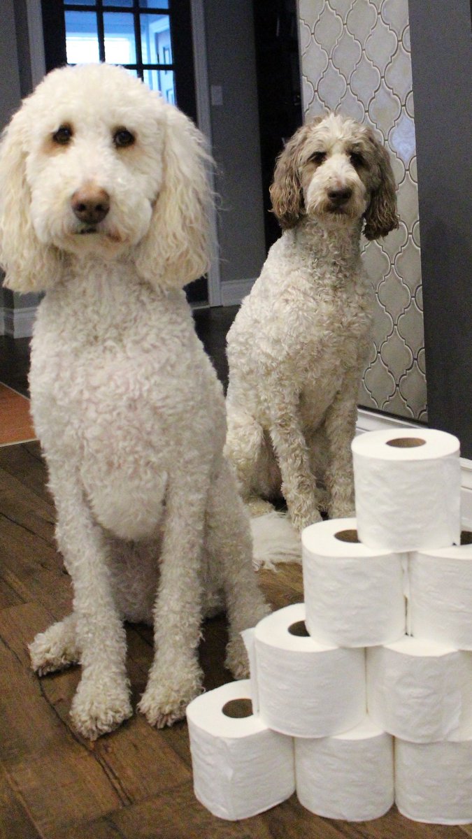 Nessa + Macie Doodle 🇨🇦 tweet media