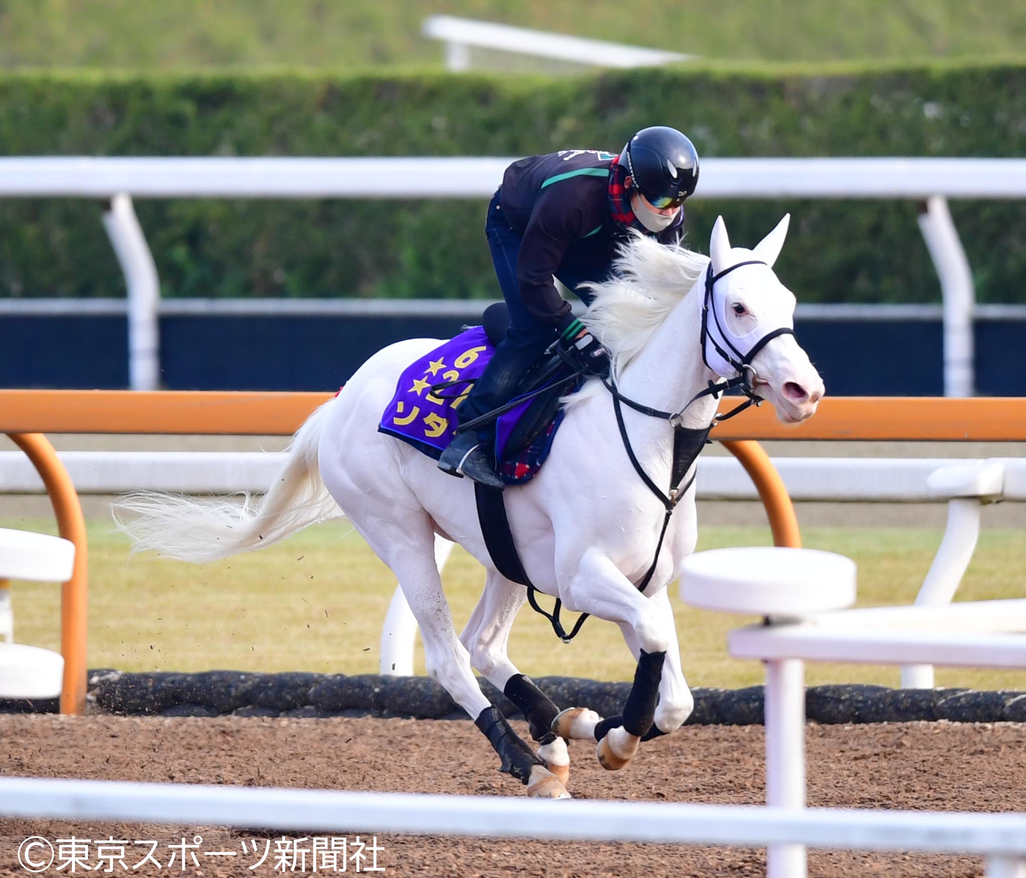 ナムラビクター調教ゼッケン 実使用 競馬
