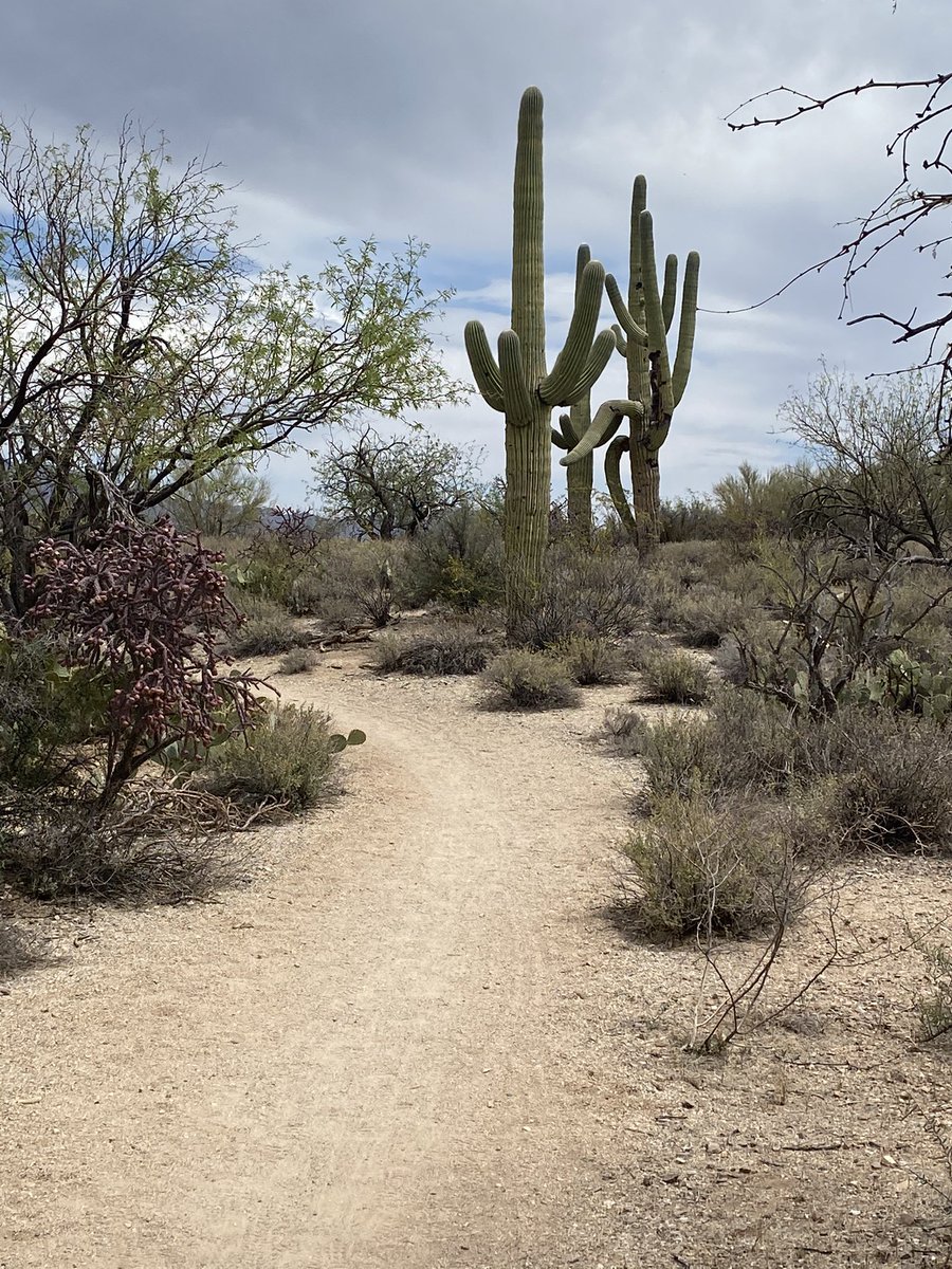 DebHrecruiter's tweet photo. @POTUS Our most recent vacation included stops at 3 National Parks. The Grand Canyon, Painted Dessert and Petrified Forest and Saguaro National Park. One of the best vacations we’ve had. https://t.co/vAHss8gXW3