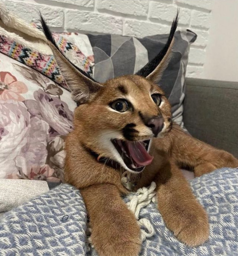 Decapitaters tweet media