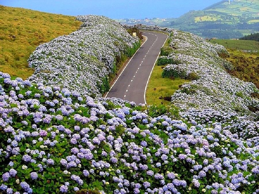 Hobi As Flores Island of the Azores, Portugal: Named for its abundance of flowers. Also has lakes, rock formations and stunning scenery! I mean we all know Hobi is a flower, right?   #BTSARMY  @BTS_twt