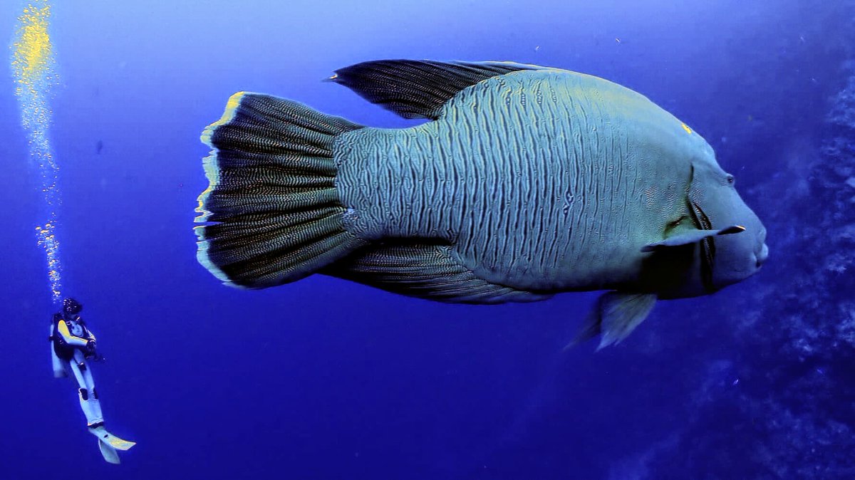 ナポレオンフィッシュ Twitter Search