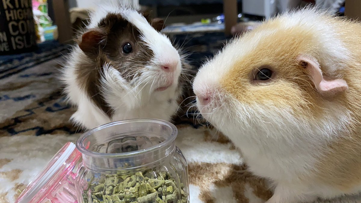 モルモット 感想 考察 最新情報まとめ みんなの評価 レビューが見れる ナウティスモーション 9ページ目