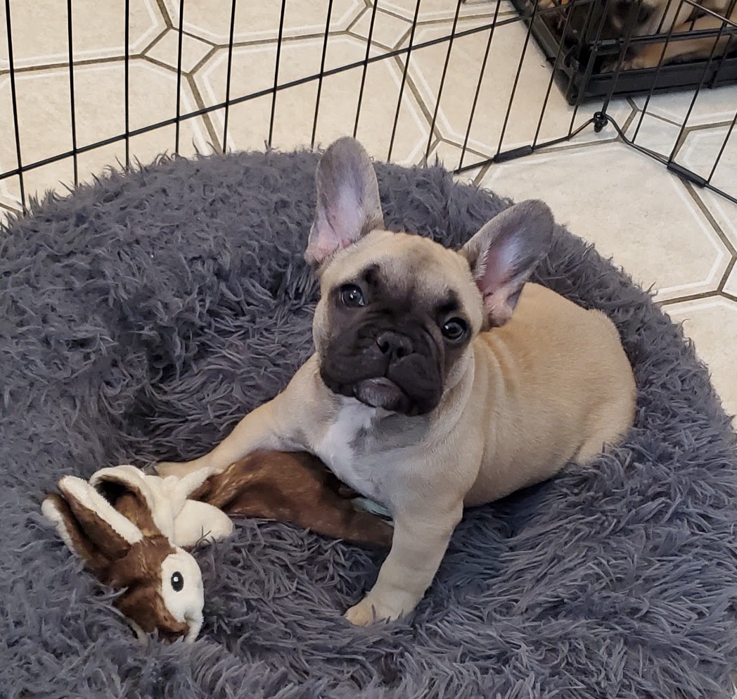 29_chubbyAmelia's tweet photo. This is my little brother. He doesn't have a name yet. I really like him a lot and I'm glad he's here.  I got wound up and almost knocked him over. I think I'm a little jealous of him. Thank you for all the warm wishes. 🐶❤ #dogsoftwitter #dogs #puppy https://t.co/qtvuamzidX