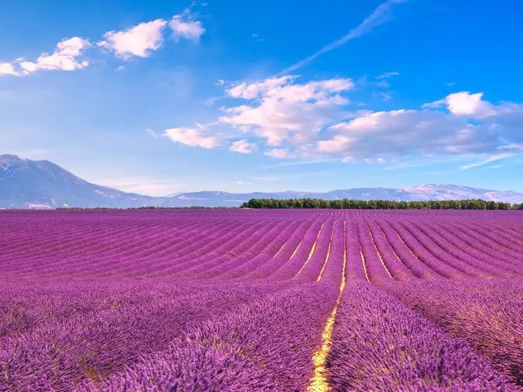 ARMY As Purple Flower Road: We all came from different backgrounds, but now we all are painted in one colour - Purple!   #BTSARMY  @BTS_twt