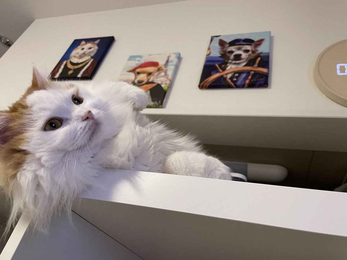 nekonodaifuku's tweet photo. おはようございます🐈
随分前に@pet_canva でオーダーしてた我が子の肖像画をやっと飾りました😂😂❤️

#猫好きさんと繋がりたい 
#猫のいる暮らし
#犬と猫どっちも飼ってると毎日たのしい 
#petcanva
#猫の肖像画 https://t.co/OeTKu22dFp