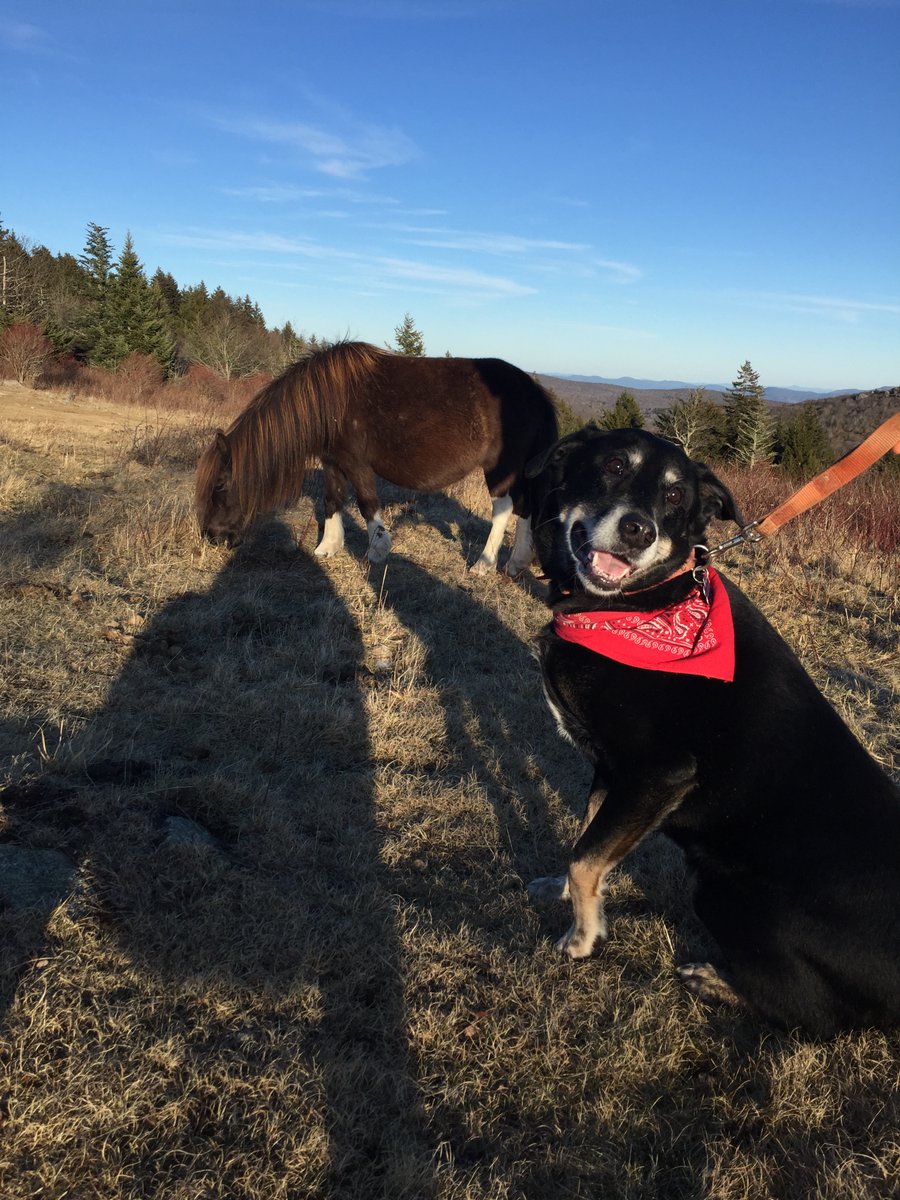 ElizabethShadl4's tweet photo. @gracmalley_12 Huckleberry with a wild pony, we're rooting for you! https://t.co/gurxkl7uqW
