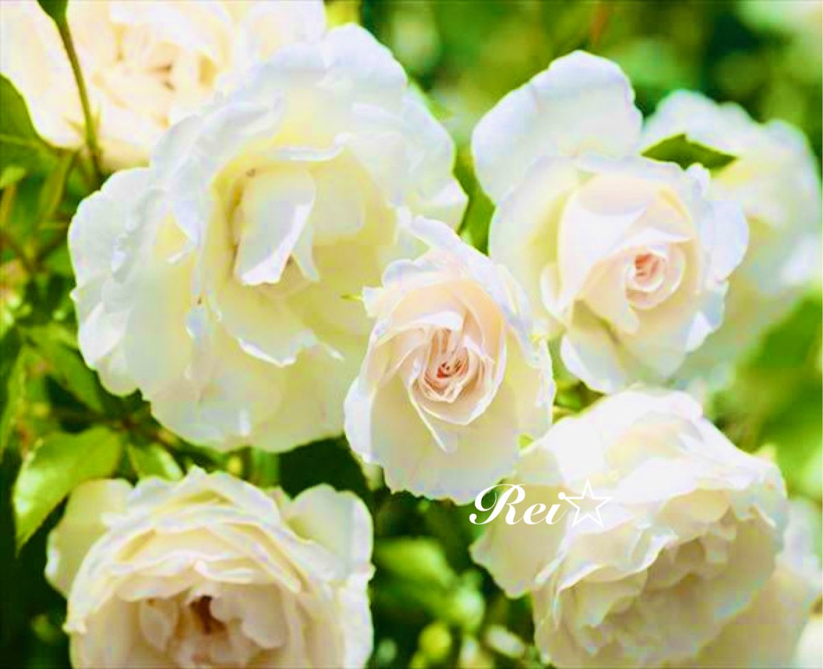 白薔薇花言葉 白薔薇花言葉