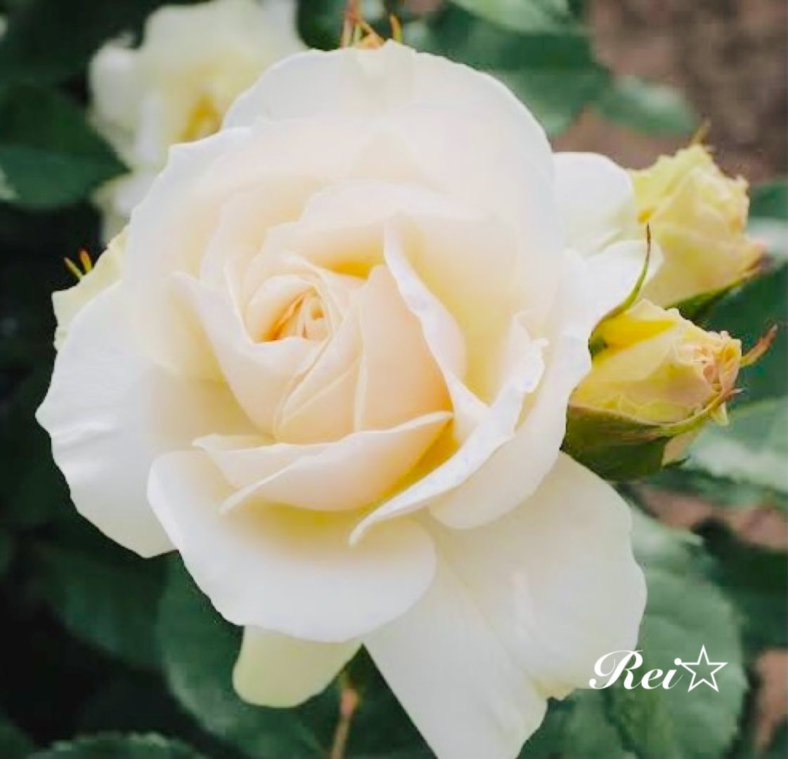 白薔薇花言葉 白薔薇花言葉