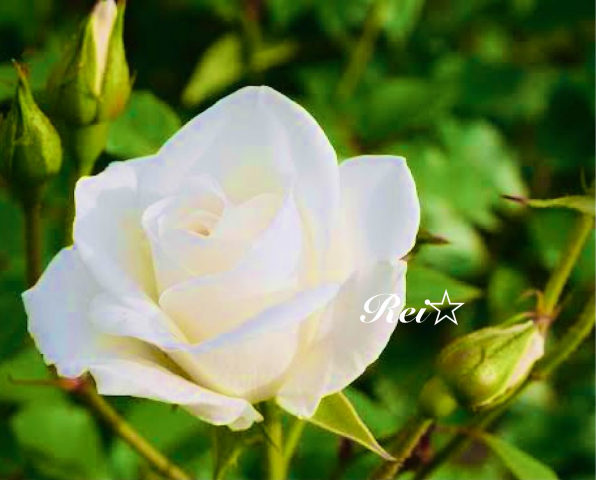 白薔薇花言葉 白薔薇花言葉