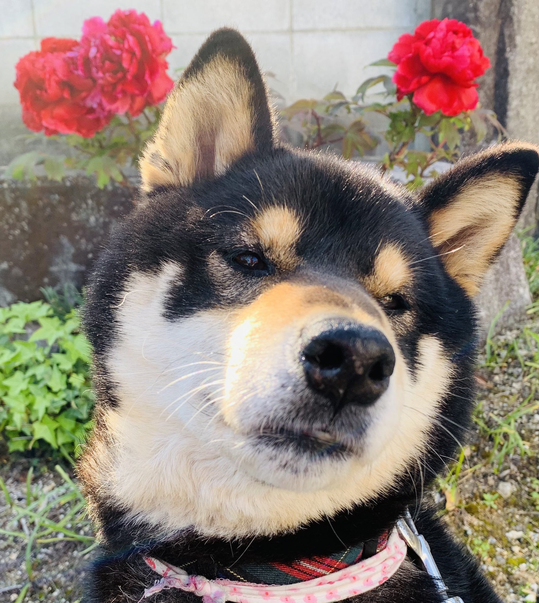 加西市の酒屋 株 コタニ 看板犬黒柴 くん おはようございます 今日の 加西市 は 晴れてます 牡丹と薔薇 ではなくて 牡丹と黒柴 です 本日もよろしくお願いします コタニ 公式つぶやき部 牡丹と薔薇 黒柴 昼ドラ 酒