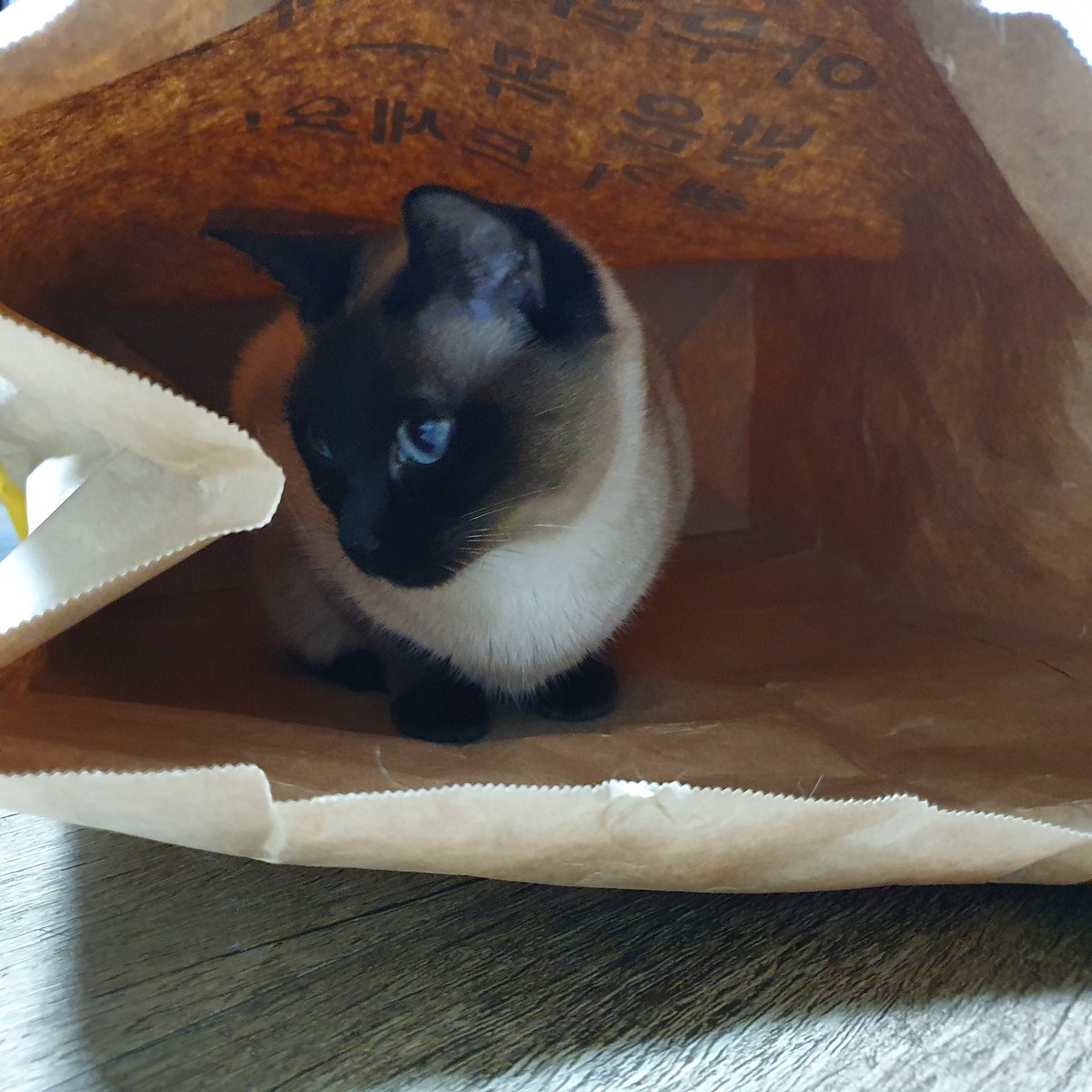 쓱배송을 시켰더니 애옹쓰가 배달됨